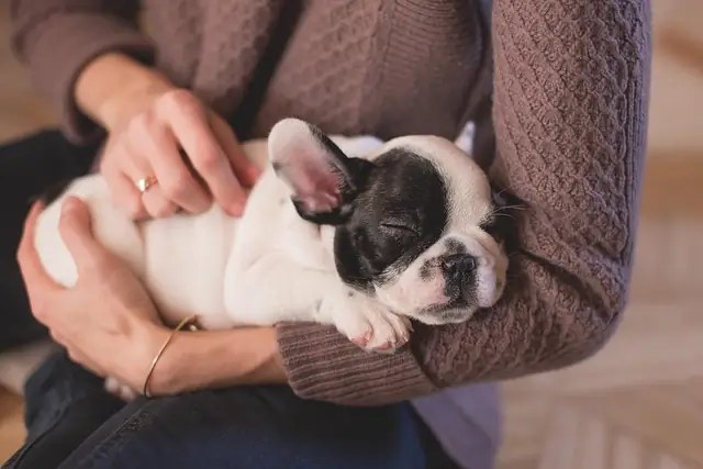 Un chiot en plein bien-être animal