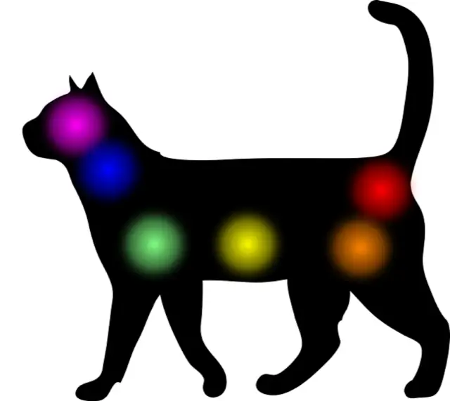 Un chat noir avec des points de couleur