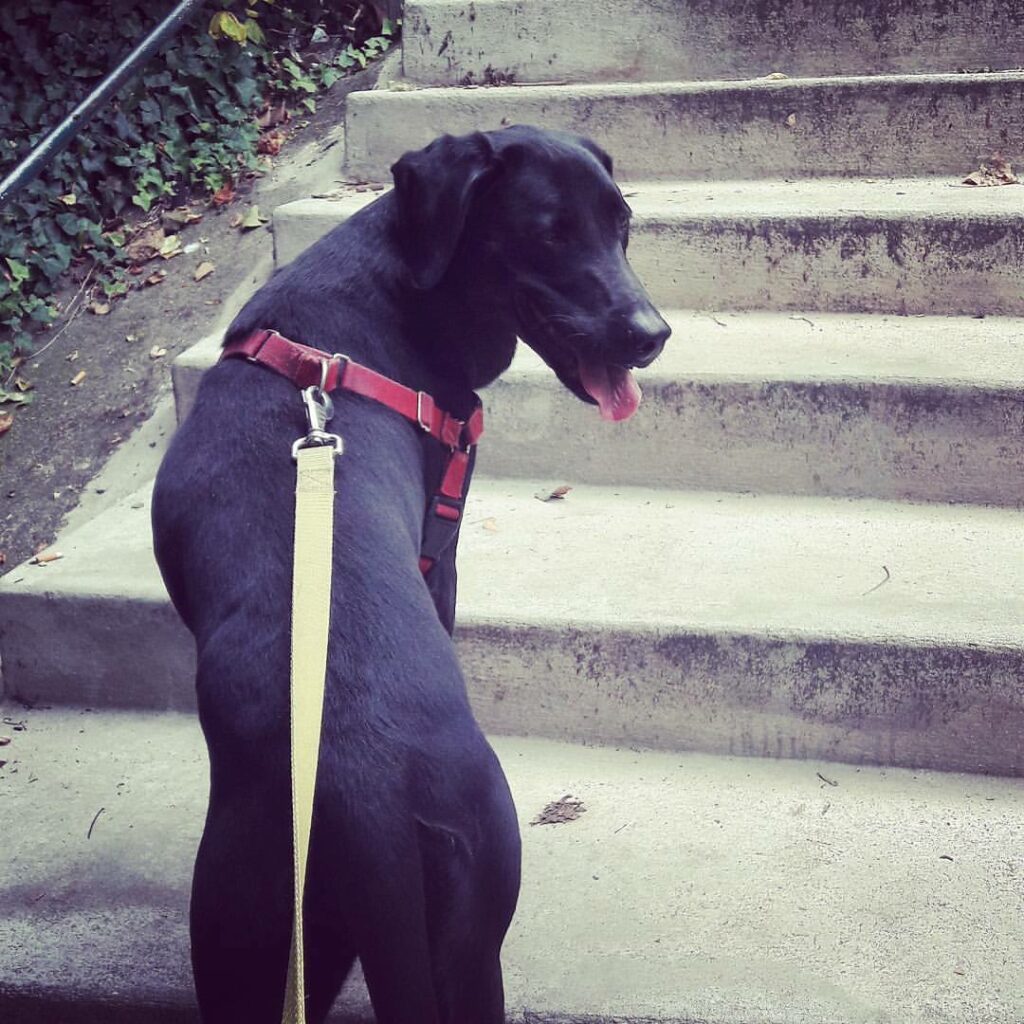 Accompagnante bien-être animal promenade chien